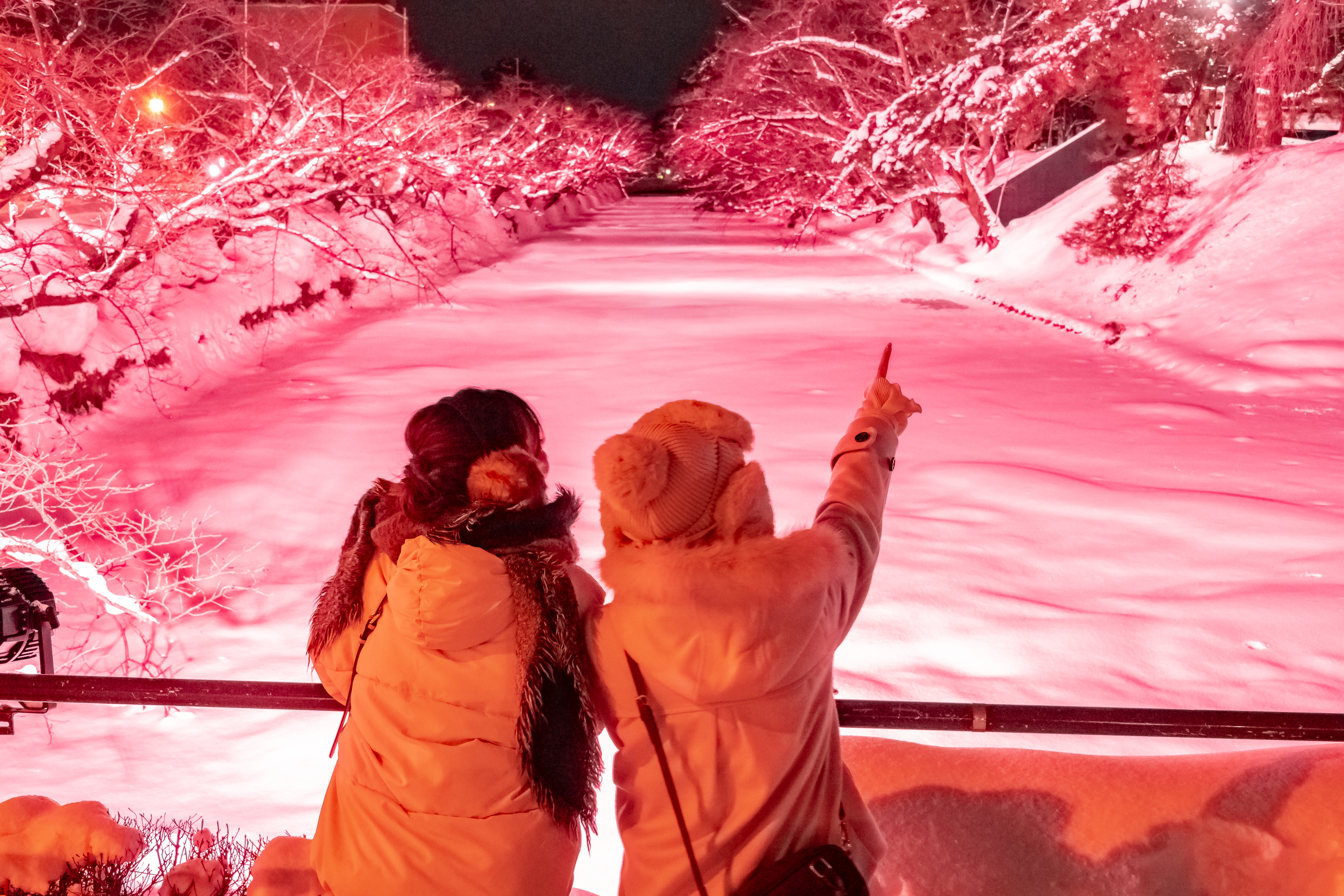 冬に咲くさくらライトアップ