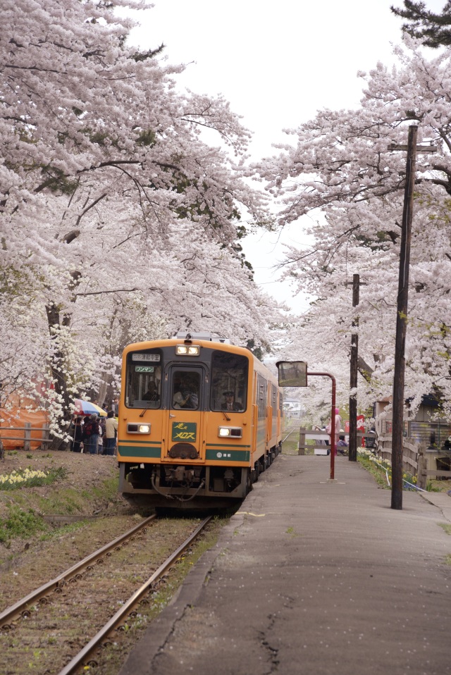 芦野公園の桜
