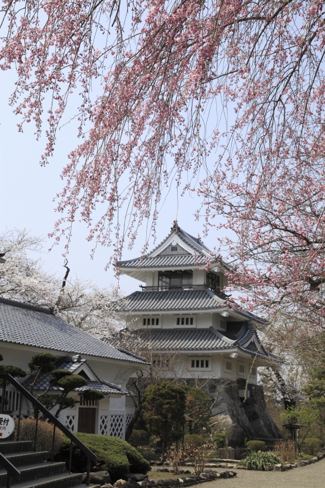 三戸城跡の桜