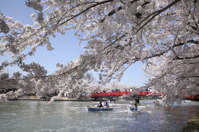 弘前公園：外堀の桜（昼）
