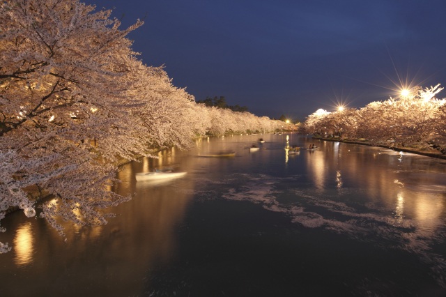 弘前公園：外堀の桜（夜）