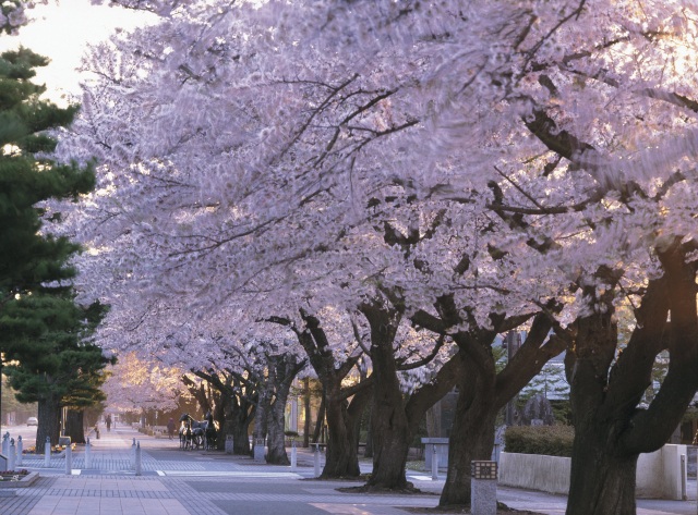 官庁街通りの桜