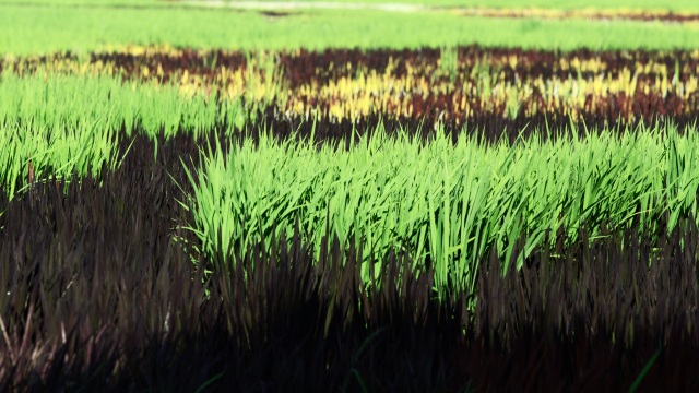 Rice Paddy Art