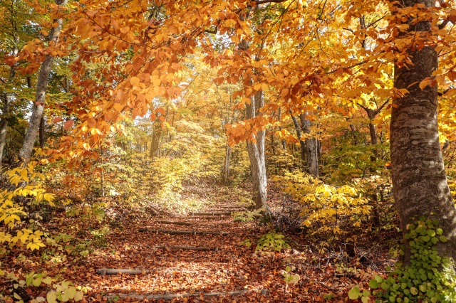 十二湖｜相簿｜Amazing AOMORI The Official Aomori Travel Guide