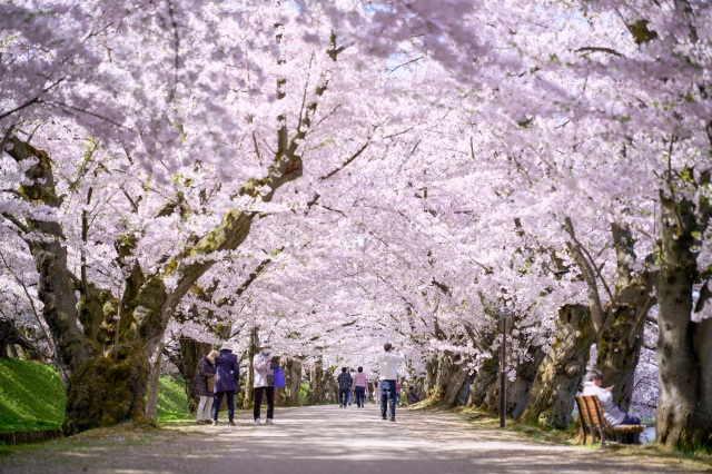 Cherry blossom tunnel at Hirosaki Castle