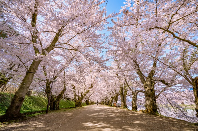 Cherry blossom tunnel at Hirosaki Castle