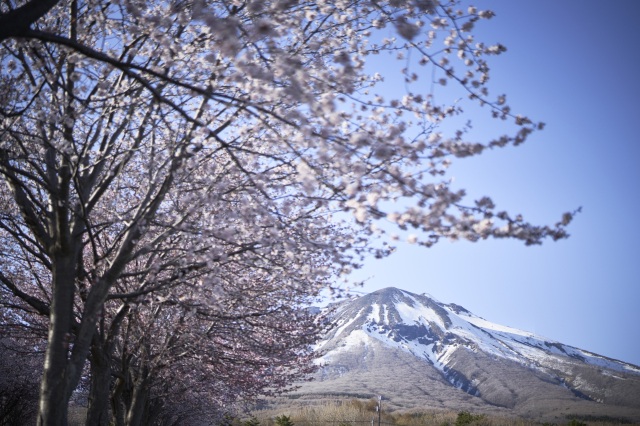 岩木山脚下的一排樱花树