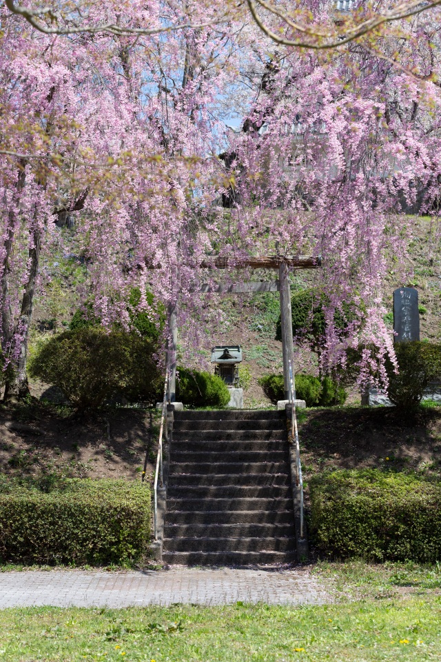 城山公園｜相簿｜Amazing AOMORI The Official Aomori Travel Guide