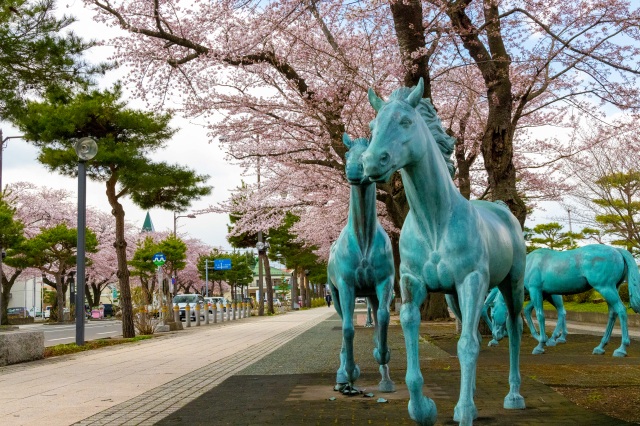 Sakura on Towada City Kanchogai-Dori Street