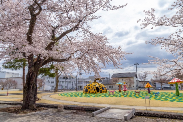 十和田市 Kanchogai-Dori 道路上的櫻花