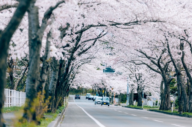 Ohata Sakura Road