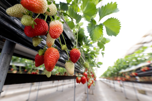 Strawberry farm of 