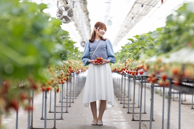 “Agri no Sato Oirase”的草莓農場