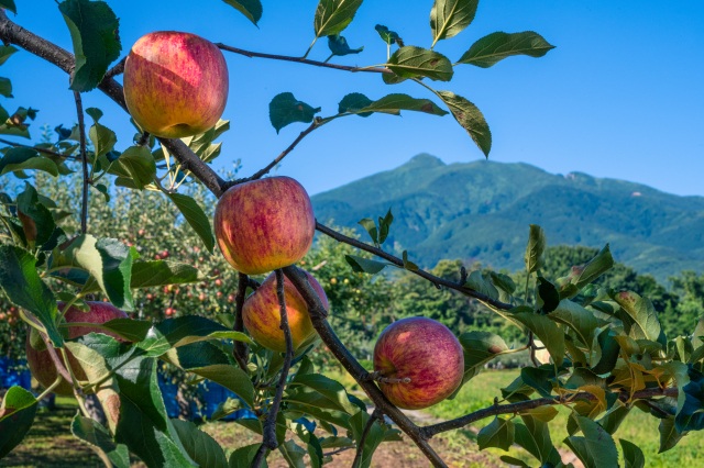 Mt. Iwaki with apples