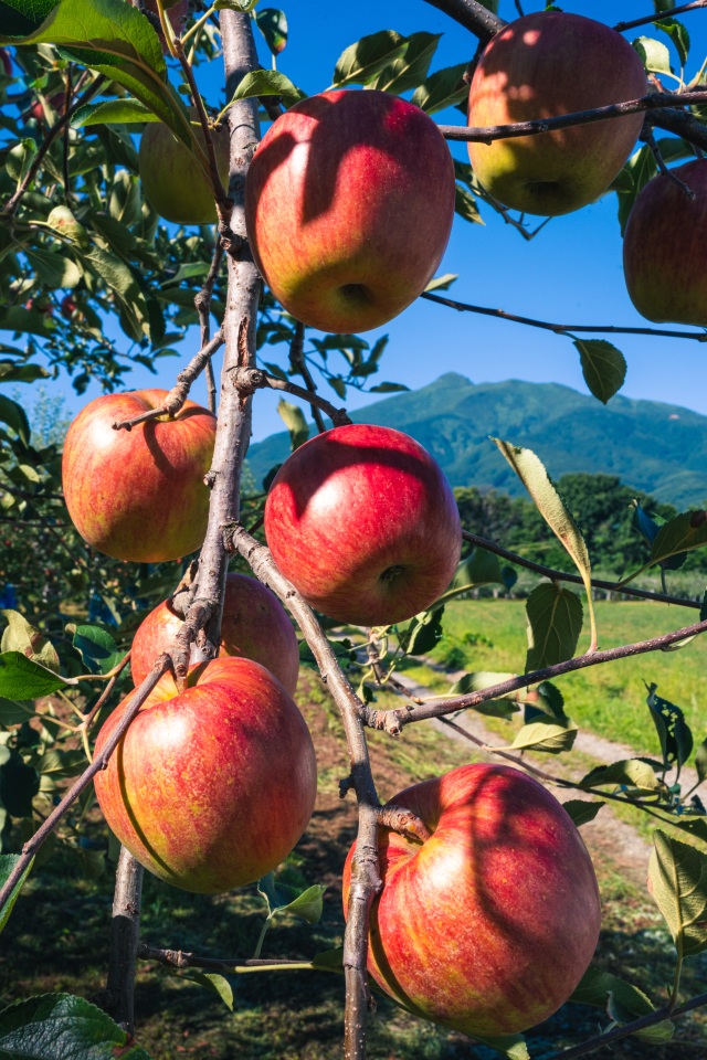 Mt. Iwaki with apples