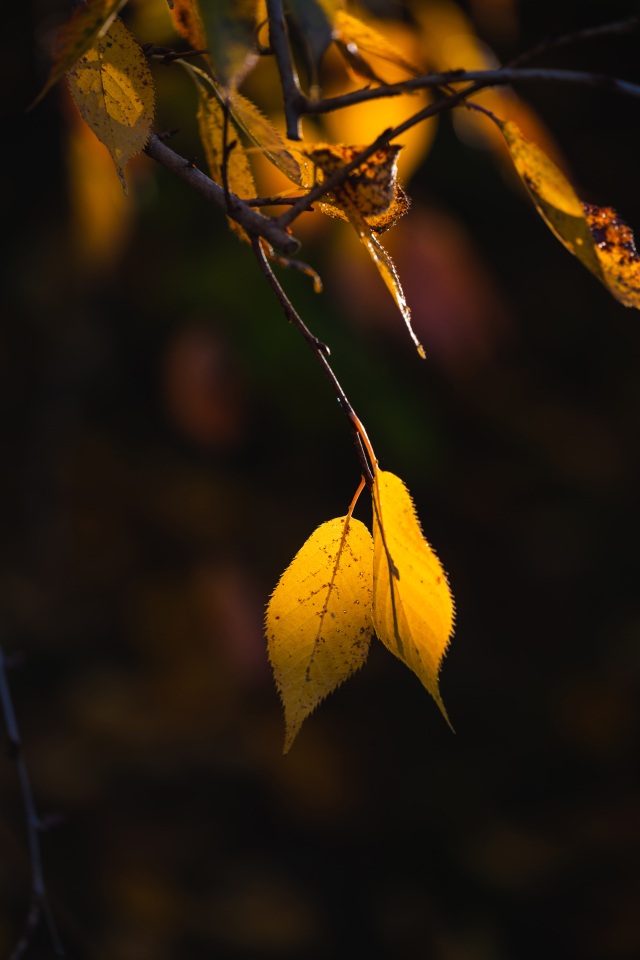Other (autumn leaves)