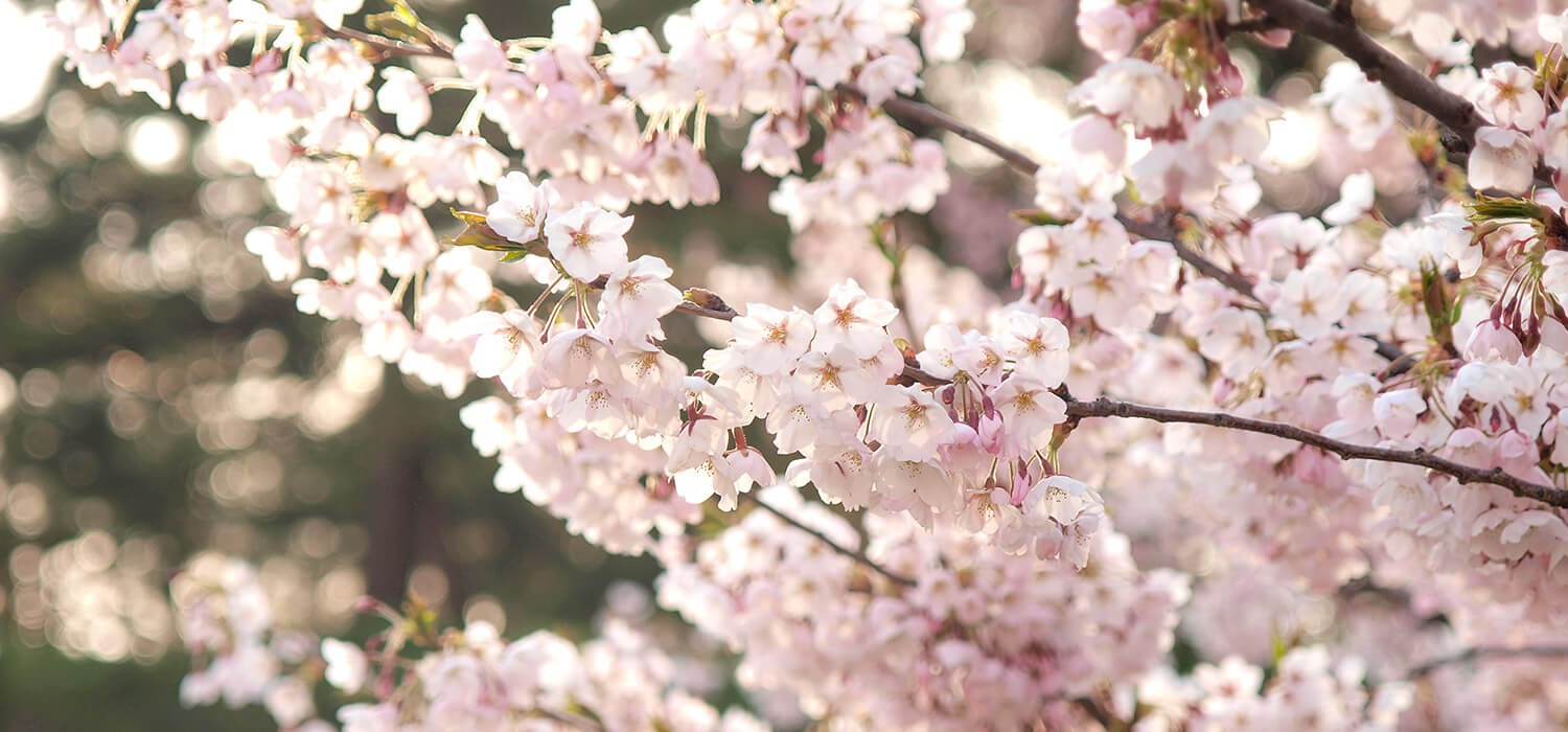 死ぬまでに見たい弘前の桜
