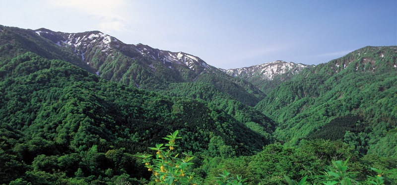 共生の森・世界自然遺産白神山地