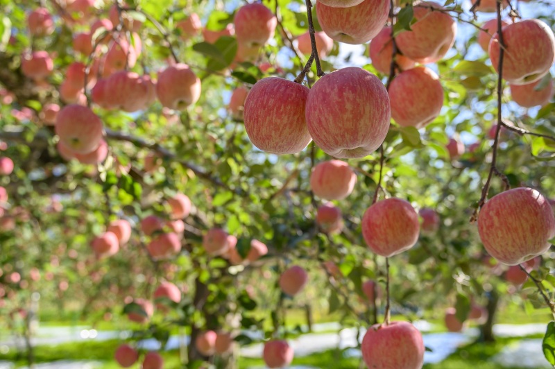 The Story of the Best Apples in Japan