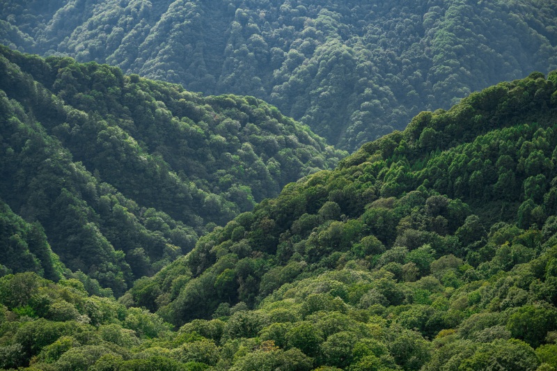 세계자연유산에 등재된 공생의 숲: 시라카미 산지