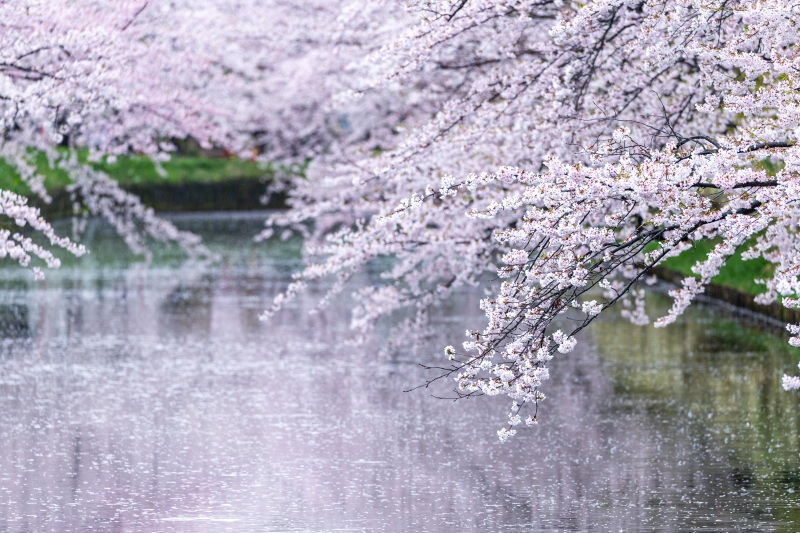 青森の桜の名所をめぐる旅