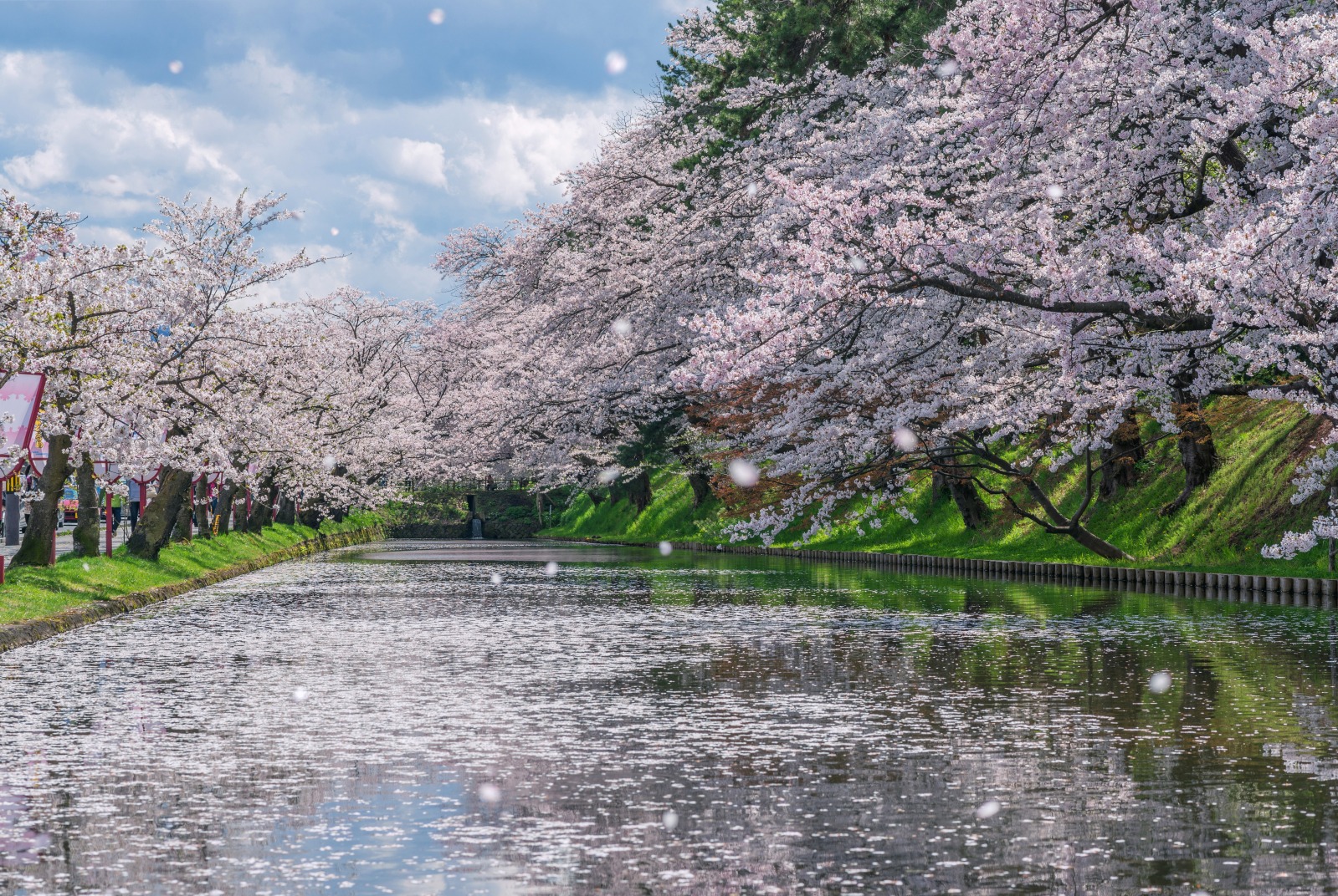 Image of Yuki cherry blossom tree in a park