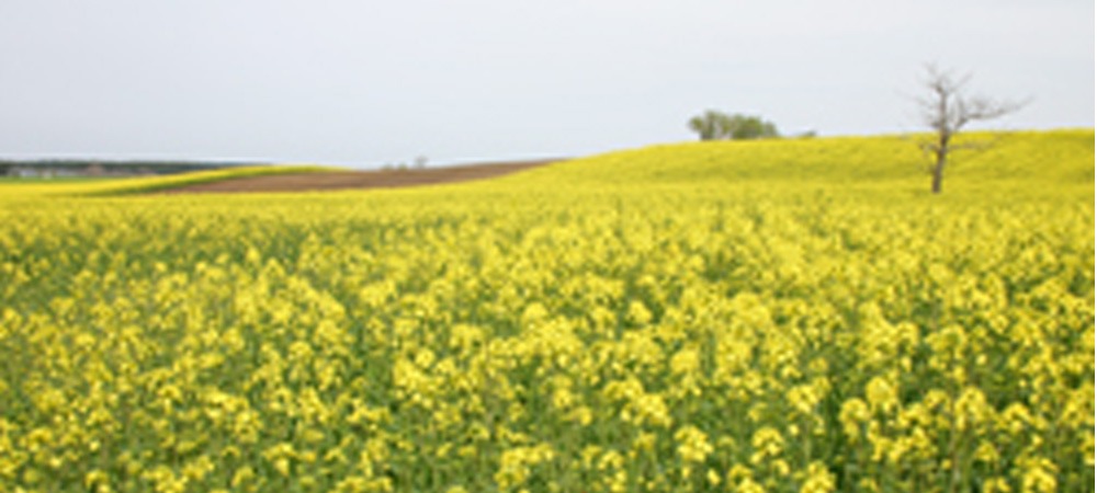 日本一の黄色い絨毯「菜の花」