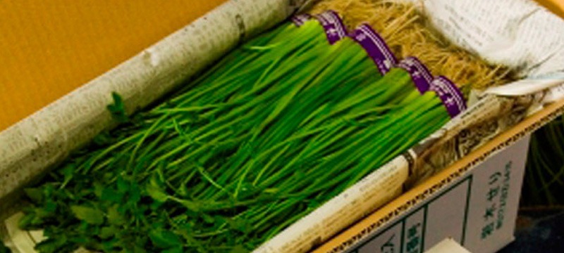 清水と歴史が育む 「一町田のセリ」