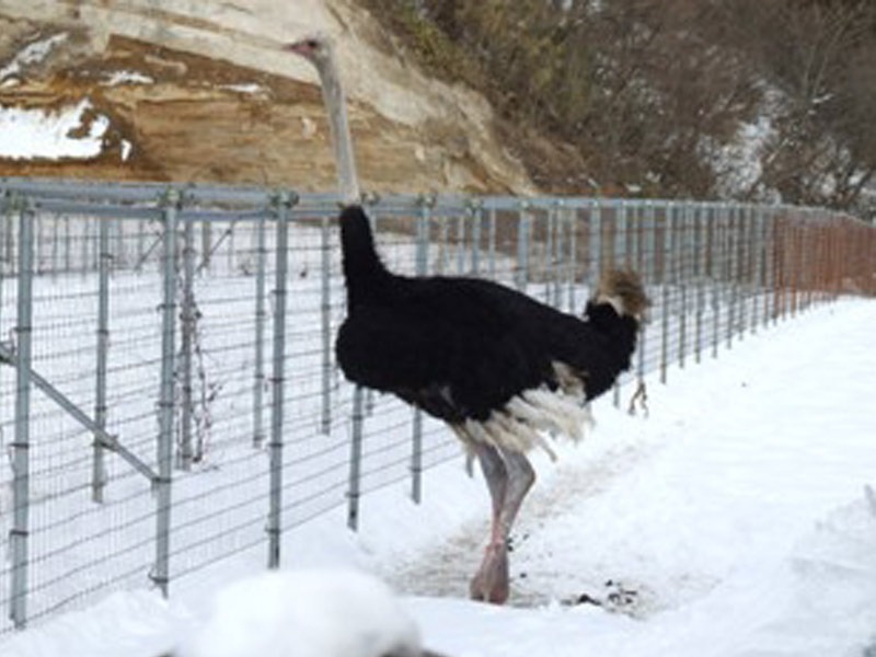 これもあおもりジビエ? 十和田の「ダチョウ(オーストリッチ)