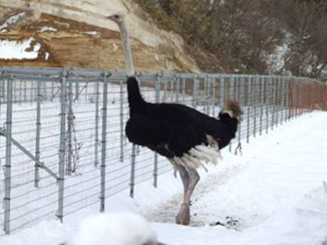 これもあおもりジビエ？　十和田の「ダチョウ（オーストリッチ）