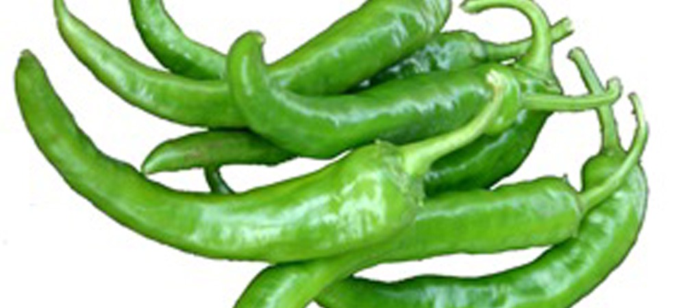 津軽在来トウガラシ「清水森なんば」