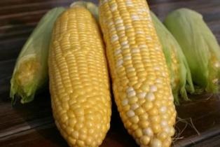 日本一うま～い「嶽きみ」