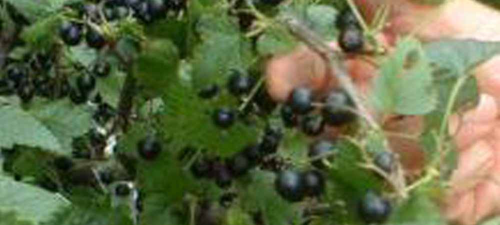 すごいっ！青森のカシス！