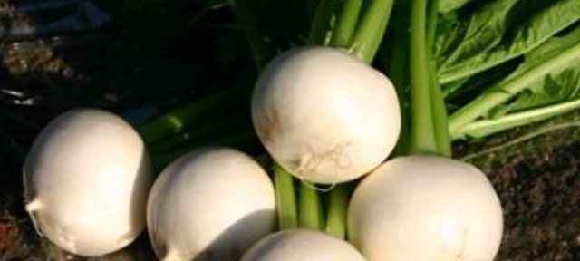 ヤマセが育てたおいしいこかぶ