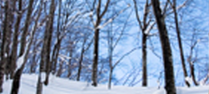 雪に守られた森 ・・・冬の白神山地