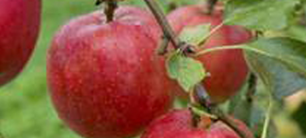 ”くだもの通”のためのりんご「彩香」