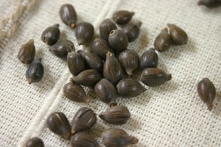 青森生まれ。変わらないハトムギ「中里在来」。