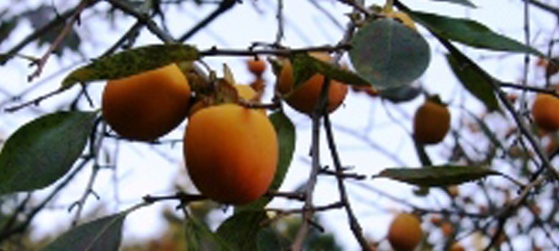 大切に守りたい「南部の妙丹柿(みょうたんがき)」