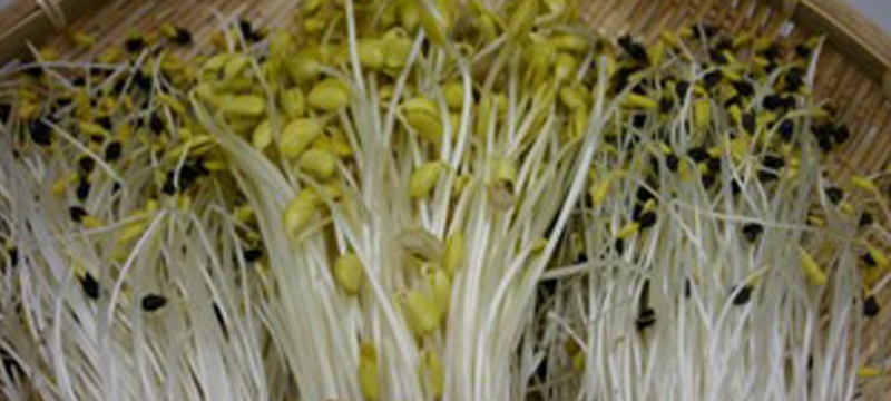 秘伝の大鰐温泉もやし