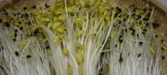 秘伝の大鰐温泉もやし