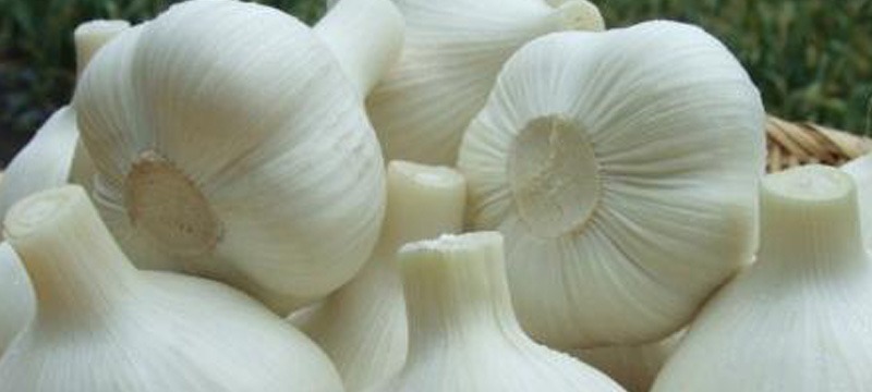 期間限定!超おいしい「生ニンニク」