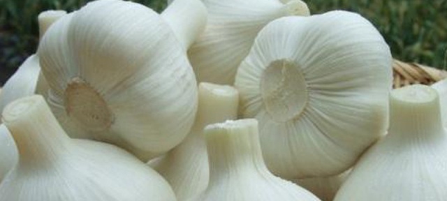 期間限定！超おいしい「生ニンニク」