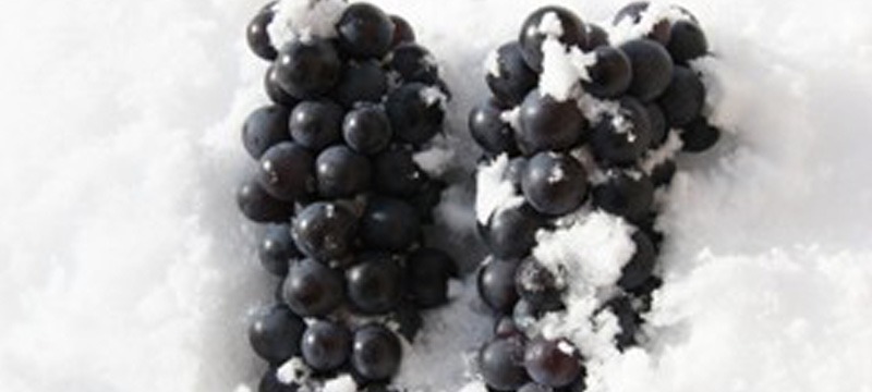 雪ぶどう 「スチューベン」