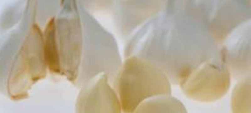 青森にんにく ”福地ホワイト” のにんにくリース