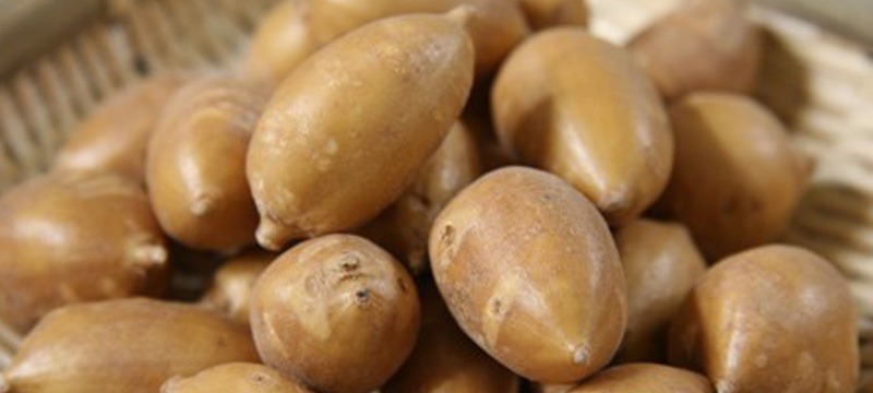 アメリカほどいも 「アピオス」