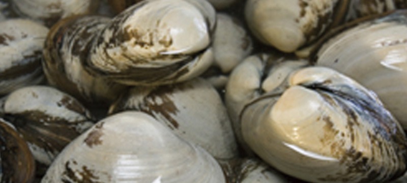 青森県北浜のホッキ貝 解禁しました!