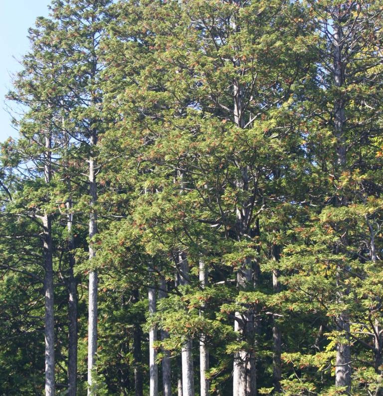 青森ひばの癒し色