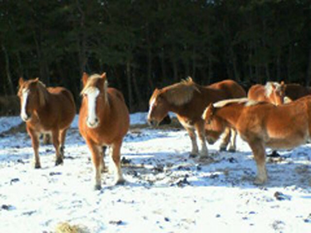 寒立馬 (かんだちめ)