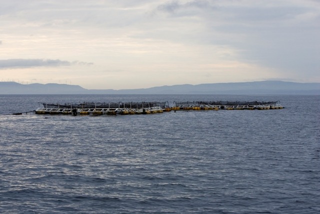 あの津軽海峡で育てた「海峡サーモン」