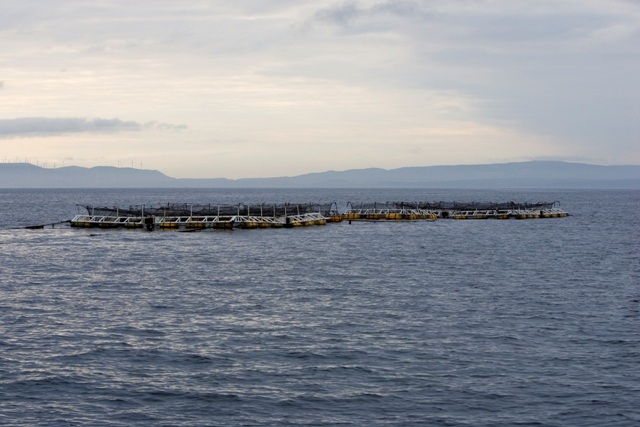 あの津軽海峡で育てた「海峡サーモン」